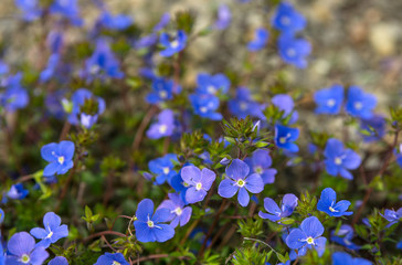 Veronica officinalis flower with blue bloom in summer time