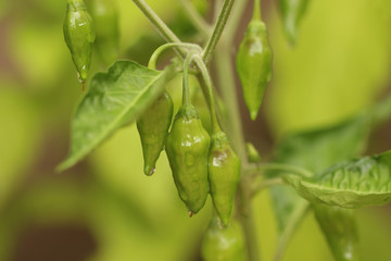 Unripe chili pepper in the garden