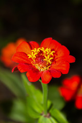 macro