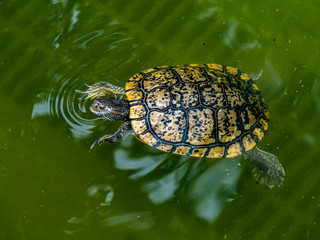 common slider turtle in a Japanese pond 3