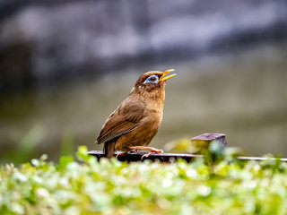 Chinese hwamei songbird perched on a sign 4