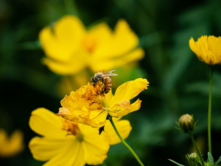 bee on a yellow cosmos flower 4