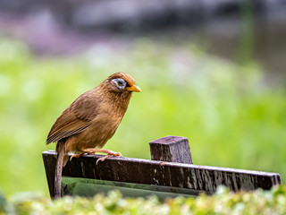 Naklejka premium Chinese hwamei songbird perched on a sign 9