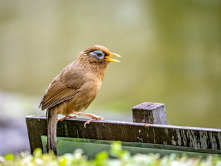 Chinese hwamei songbird perched on a sign 11