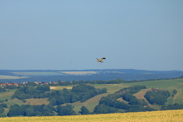 Common buzzard (Buteo buteo) flying in air