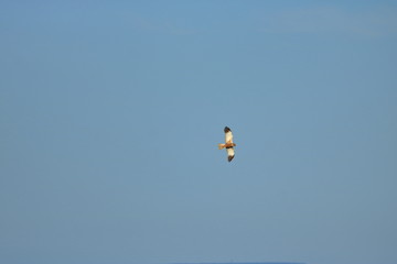 Common buzzard (Buteo buteo) flying in air
