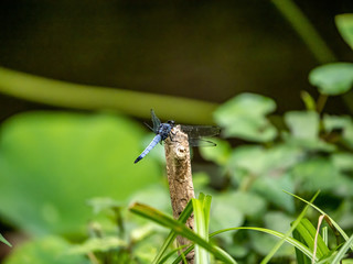 Japanese white-tailed skimmer on a stick 1