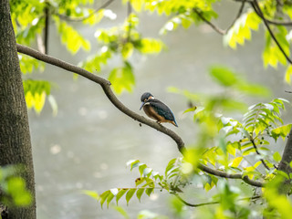 Obraz premium common kingfisher perched on a branch 2