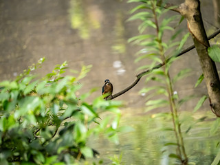 common kingfisher perched on a branch 4