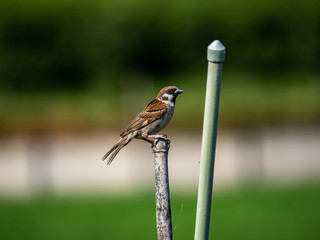Eurasian tree sparrow beside a Japanese garden 2