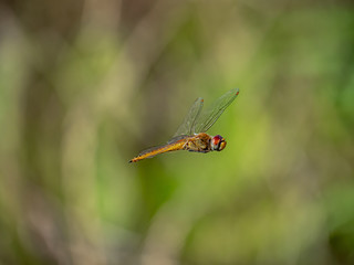 A wandering glider dragonfly in flight 1