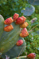 Cactus with fruit - detail photo
