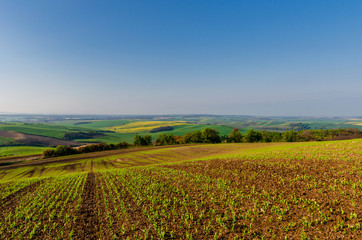 Fototapeta na wymiar Beautiful and colorful abstract landscape, with rolling hills, green wheat fields and yellow rape fields in South Moravia, Czech Republic