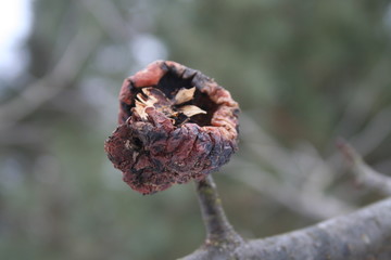 close up of rotten apple