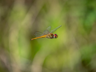 A wandering glider dragonfly in flight 3