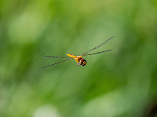 A wandering glider dragonfly in flight 8