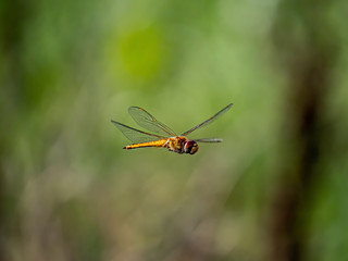 A wandering glider dragonfly in flight 9