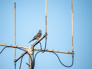 Eurasian kestrel on an antenna