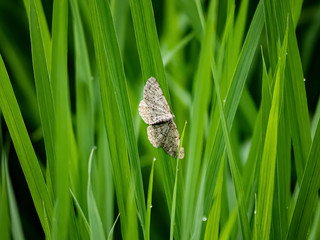 small engrailed moth on rice plants 1