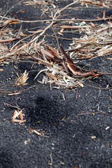 dry leaf on the ground