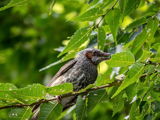 brown-eared bulbul perched on a branch 1