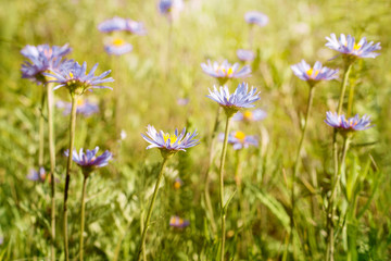 Fototapeta premium Blue wildflowers on a spring meadow on a Sunny day