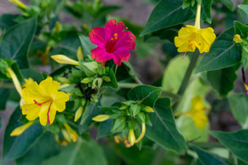 Obraz premium yellow - purple mirabilis flowers close-up