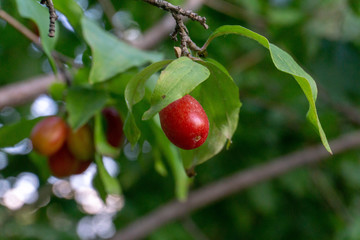 Obraz premium Red dogwood berries on a branch