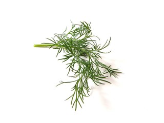 Sprig of fresh green dill. Photos of dill close-up.