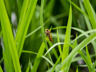 cophinopoda chinensis robber fly in a rice field 4