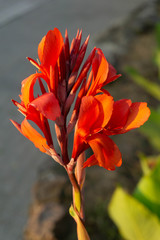 Red canna flowers close-up with blurred background
