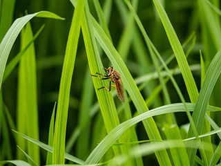 cophinopoda chinensis robber fly in a rice field 5