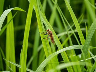 cophinopoda chinensis robber fly in a rice field 6