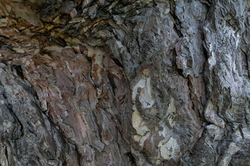 Old pine bark texture close-up