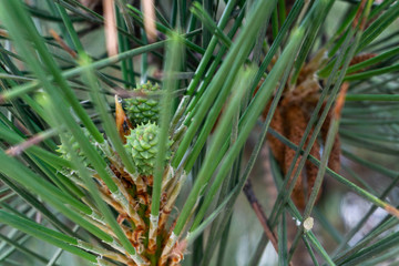 pine branch with players and tiny cones close-up