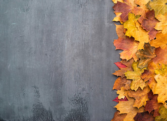 Seasonal autumn background. Colorful maple leaves over grey texture.