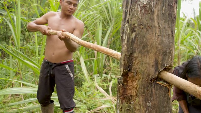 Indigenous Making Sugarcane Juice In The Jungle With Traditional Method In Ecuador