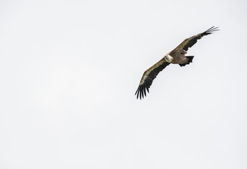 Big vulture bird flying against white sky. Isolated bird.