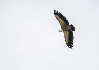 Big vulture bird flying against white sky. Isolated bird.