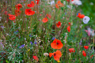 Feld mit wilden Mohnblumen