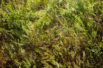 Meadow grasses on a summer day in natural light