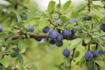 Blue berries of blackthorn ripen on bushes