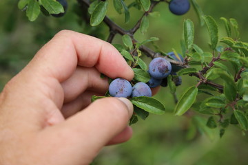 Blue berries of blackthorn ripen on bushes