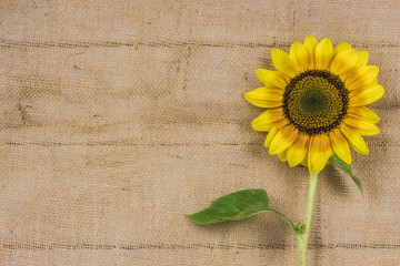 beautiful blooming sunflower on a background of burlap, background, place for text, red