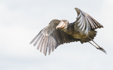 a shoebill flying