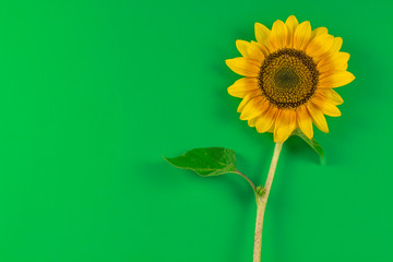 orange sunflower on a green background background, wallpaper, background