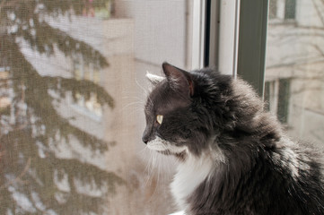 Grey cat sitting by window mosquito net closeup
