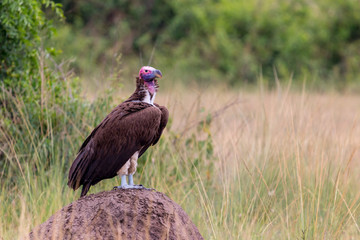 a african vulture