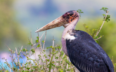 A beautiful closeup of the Marabu stork