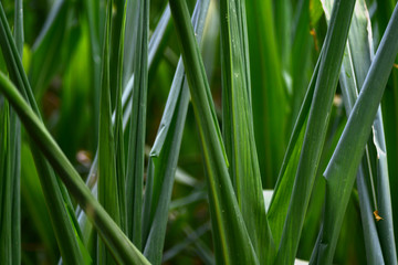 Corn plants suffering from dryness.